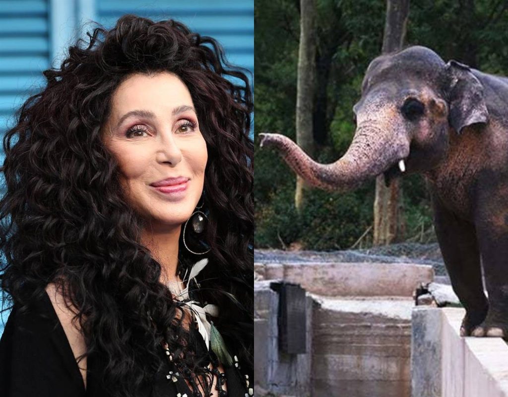 cher elefante