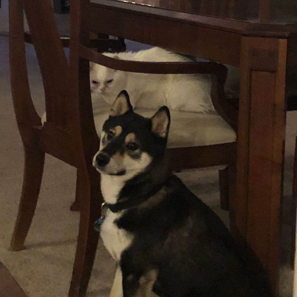 gatos virales instagram