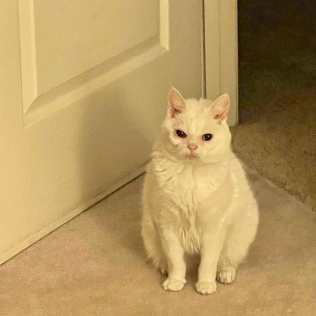 gatos instagram virales