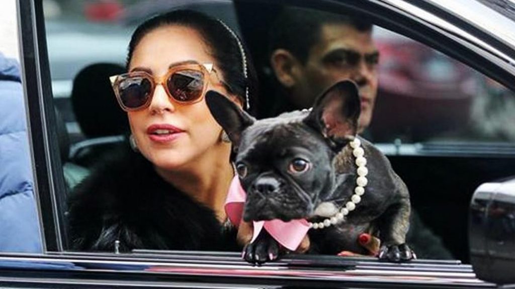 210225025333 Lady Gaga Roban Perros