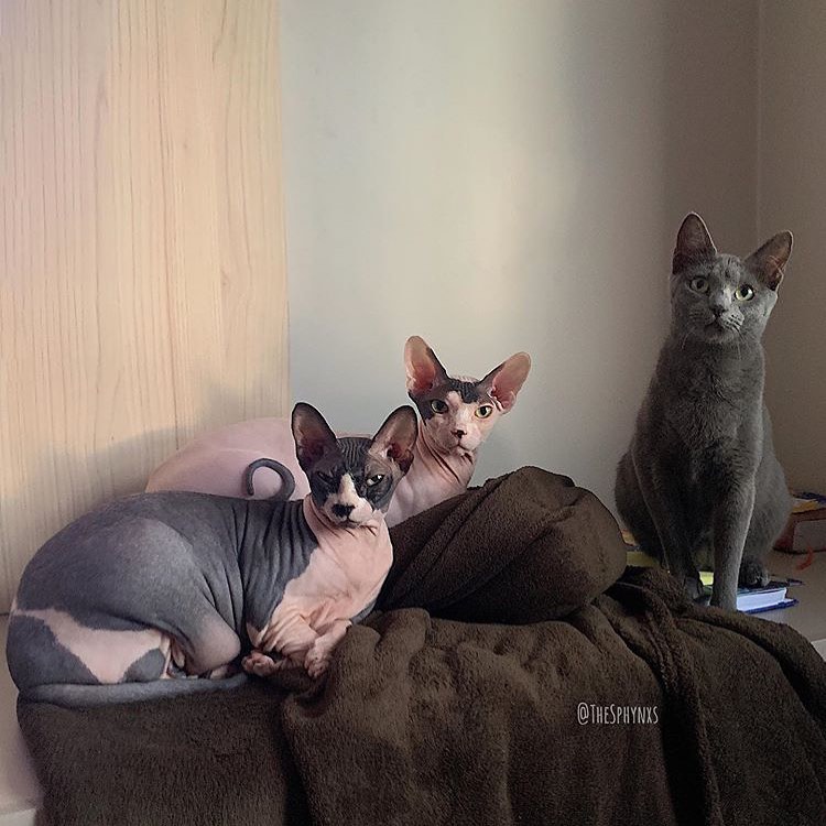 gatos virales instagram