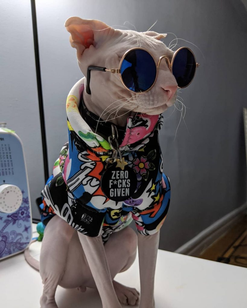 gatos virales instagram