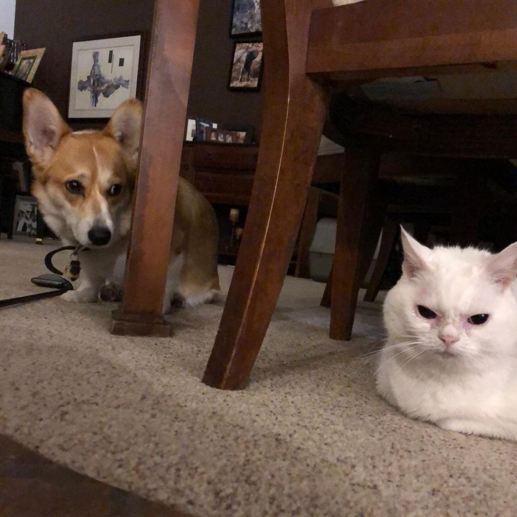 gatos virales instagram