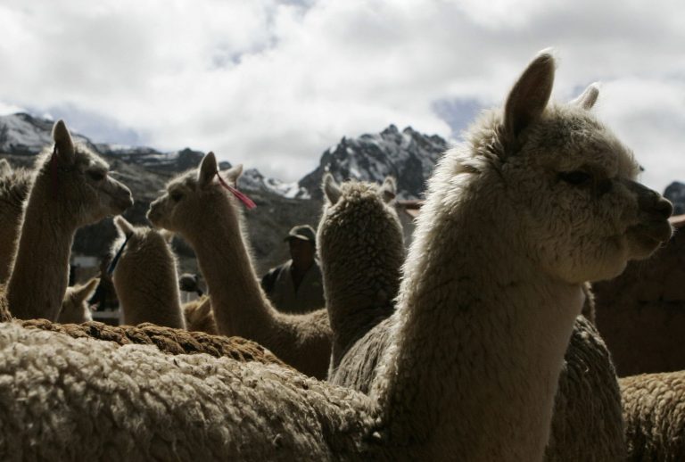 Alpacas Coronavirus 1