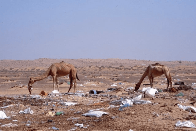 camellos plástico