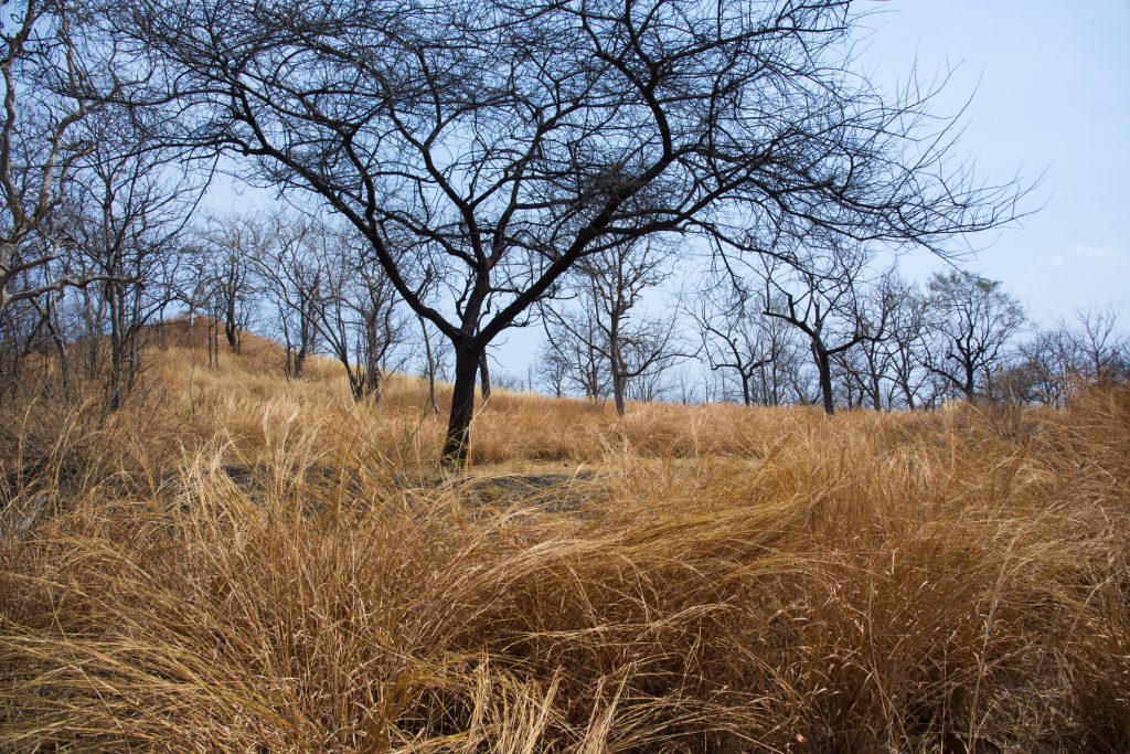 Dry Grass And Trees At Forest, Summer Landscape.