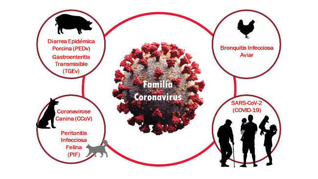 Familia Coronavirus