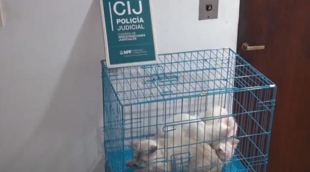 Maltrato Animal Gatos 1