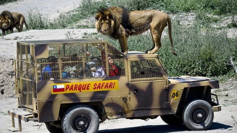 Safari (1)