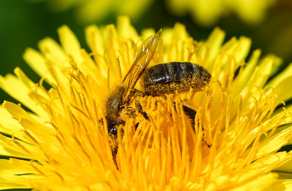 polen pollen primavera spring nueva estacion como prevenirla alergias irritacion romadizo inflamacion arboles pasto animales gatos perros cuy