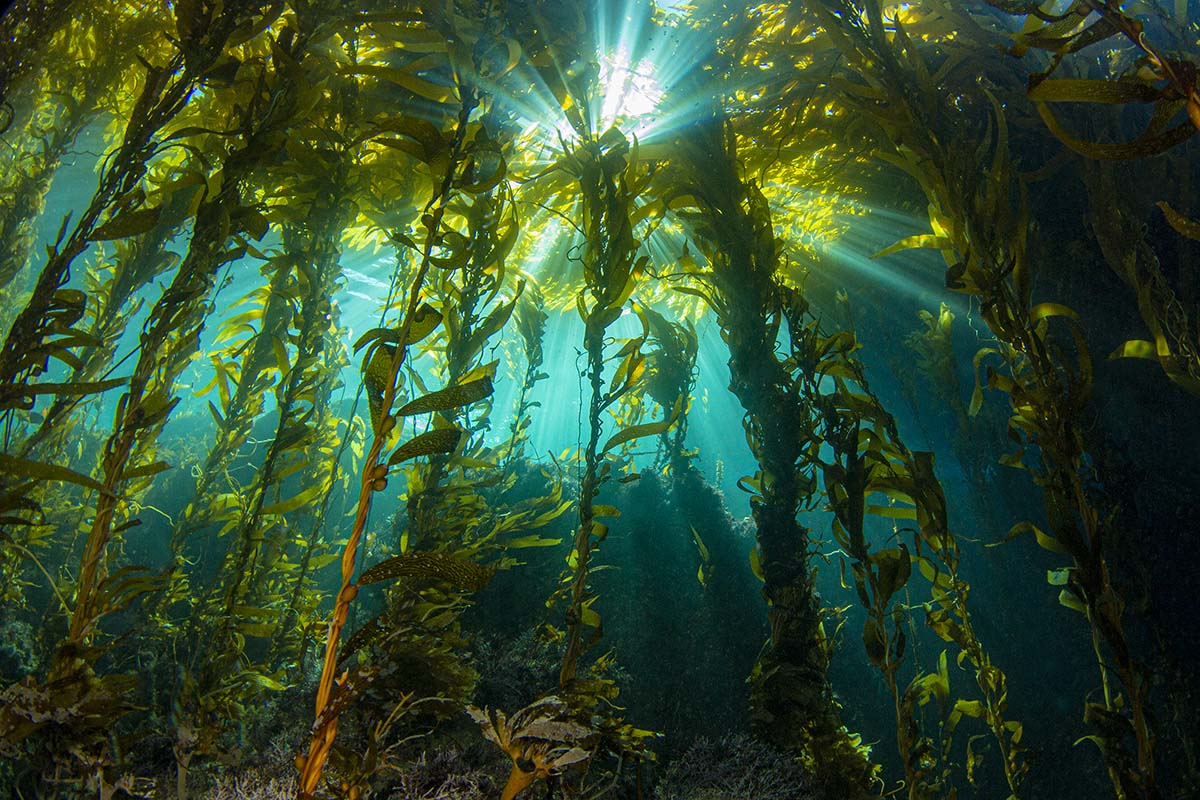 KELP FOREST Douglas Klug University Of Virginia