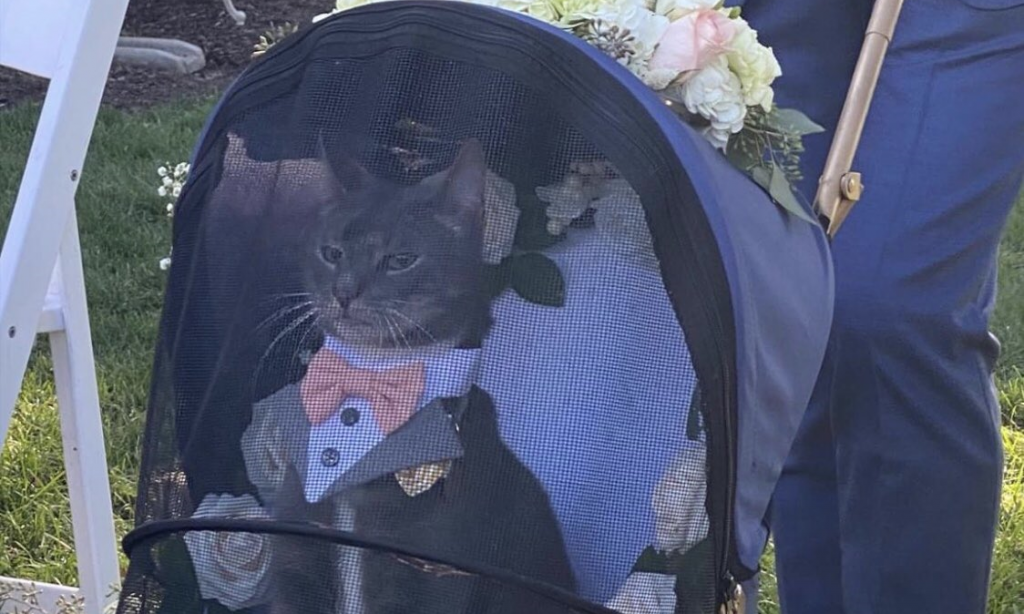 MOOSE THE RING BEARER