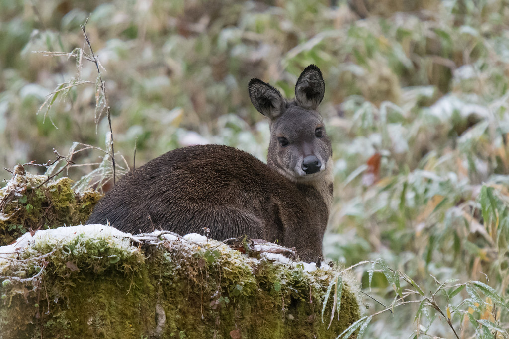 Ciervoalmizcleroenano, Tim Melling 
