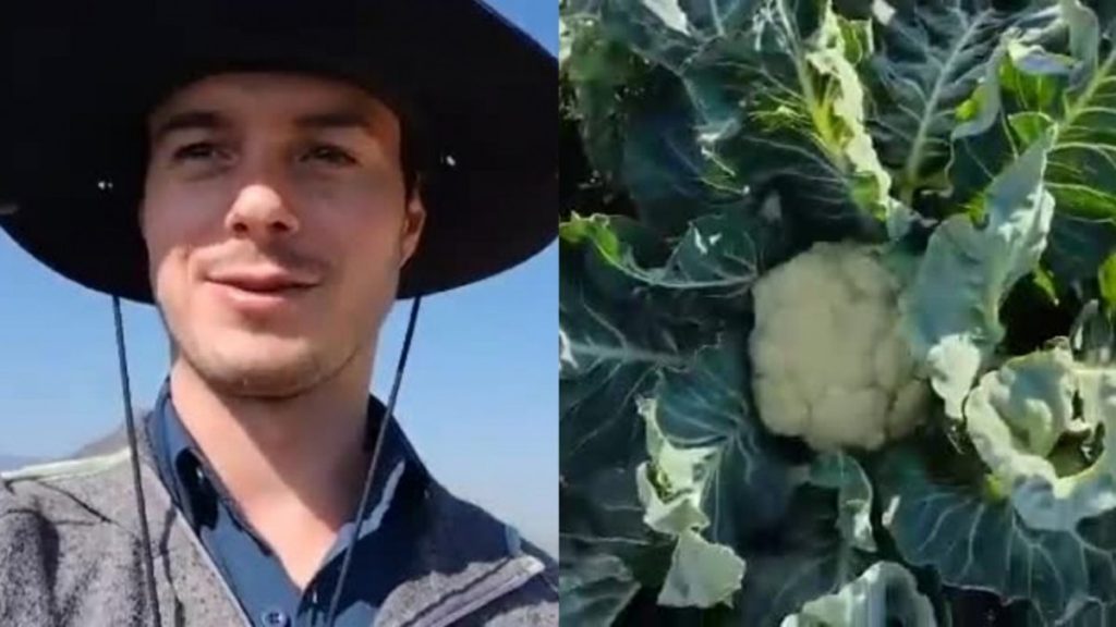 brocoli viral coliflor video chupalla gorro negro sombrero campo hortaliza verdura carreta poncho sur de chile norte