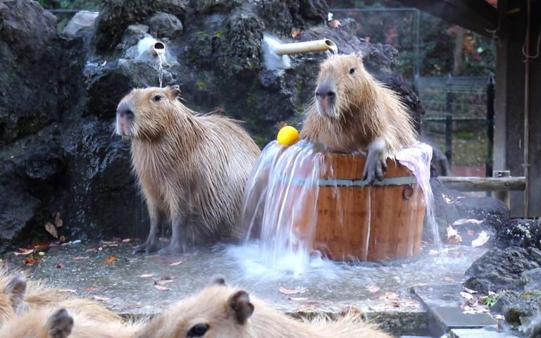 spa de carpinchos capibaras roedores