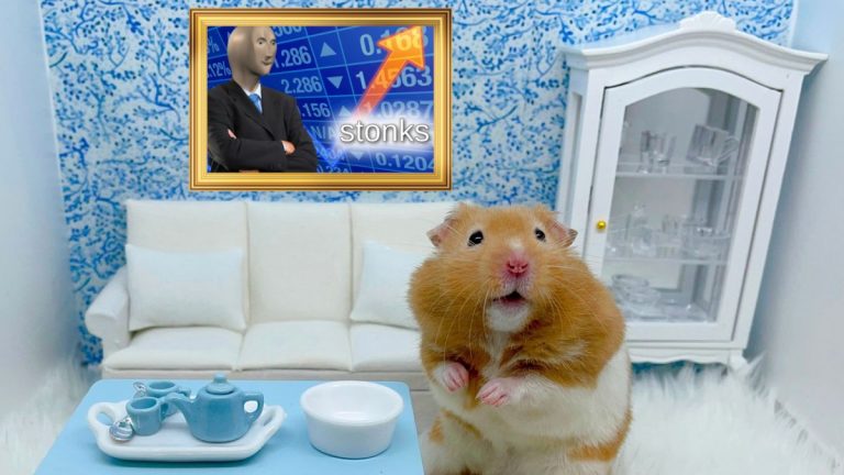 señor goxx hamster se hace viral por invertir en criptomonedas emprendedor animal cuye roedor raton capital mr.