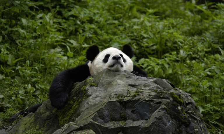 Giant Panda (Ailuropoda Melanoleuca); Wolong Nature Reserve, Sichuan Province, China