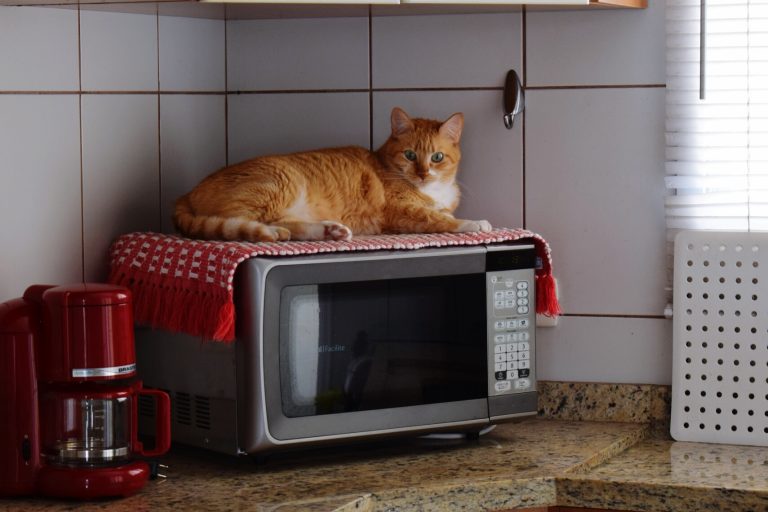 Getty Cat Lying On Microwave