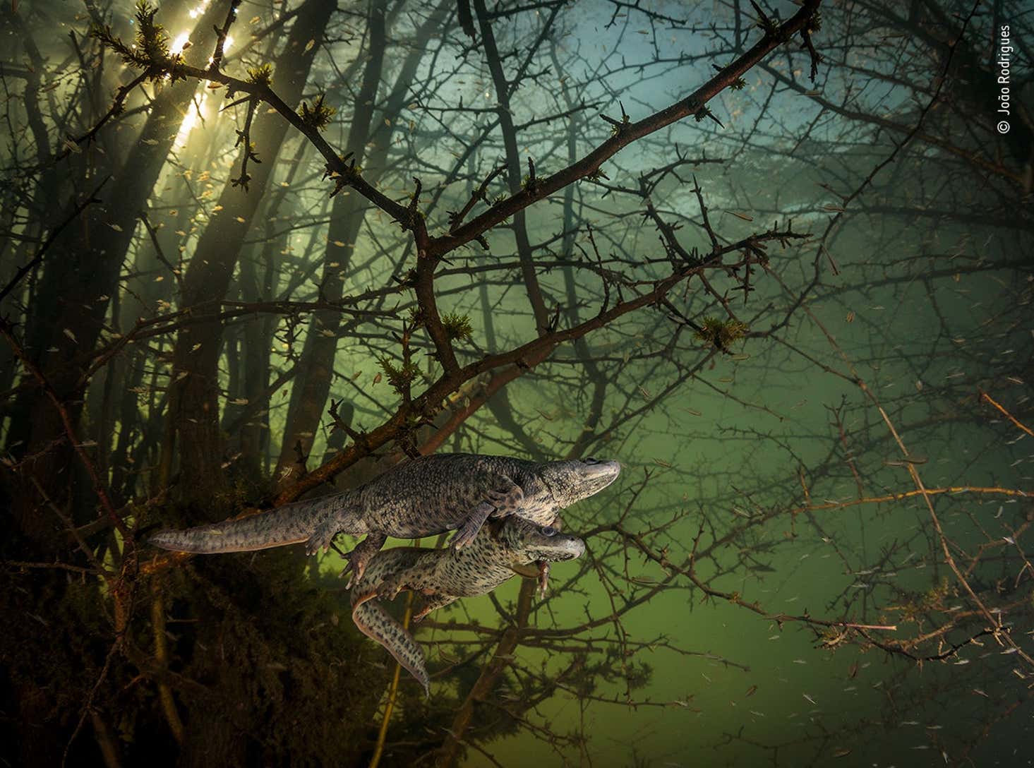 João Rodrigues Wildlife Photographer Of The Year