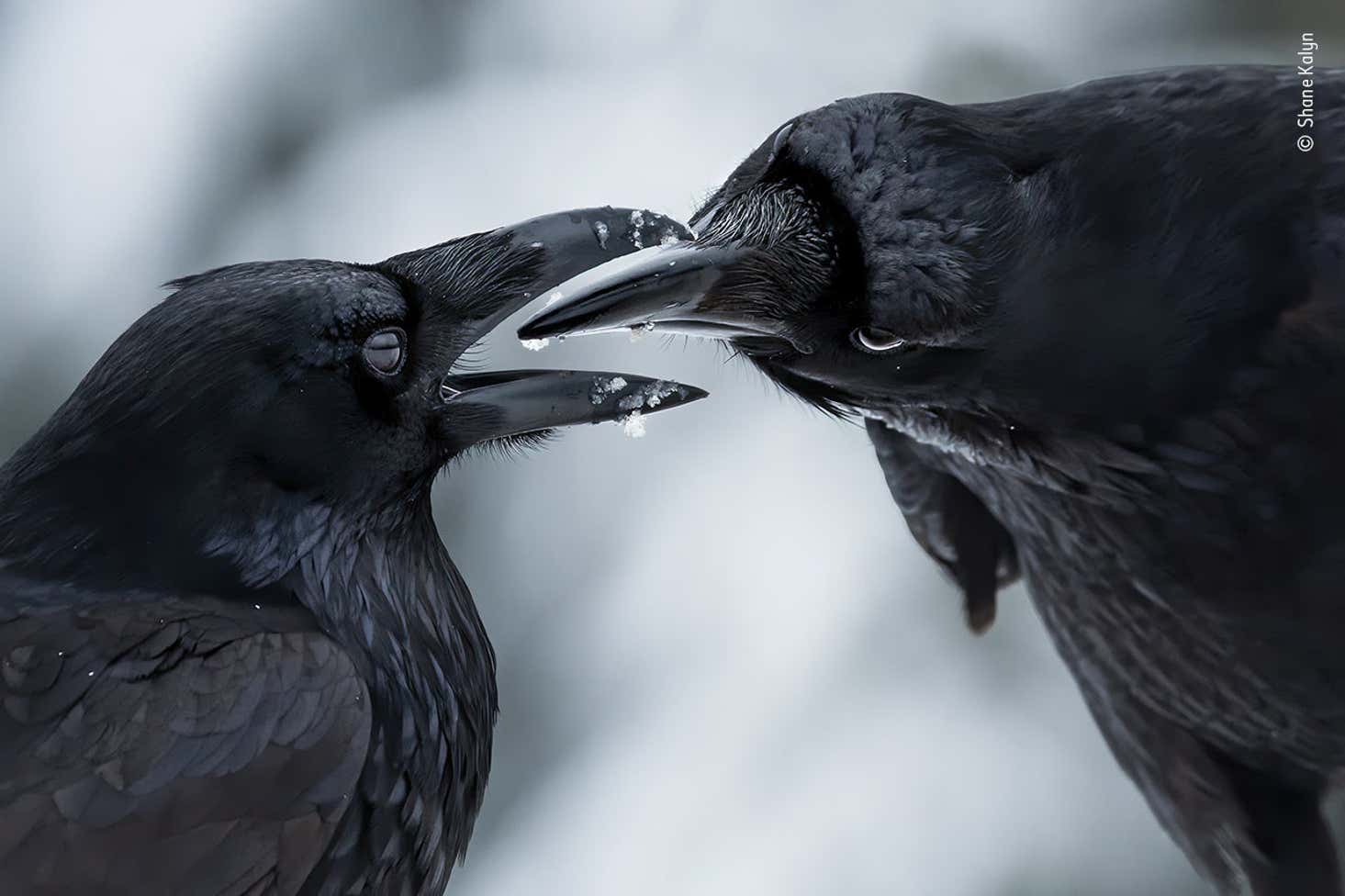 Shane Kalyn Wildlife Photographer Of The Year