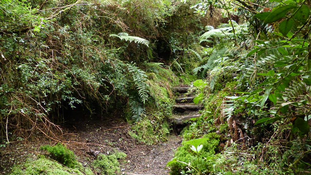 Bosque Valdiviano Por Mariano Mantel
