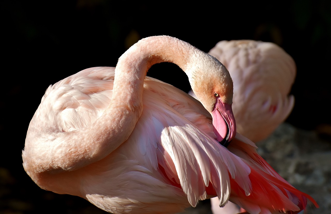 Flamingo 2900512_1280
