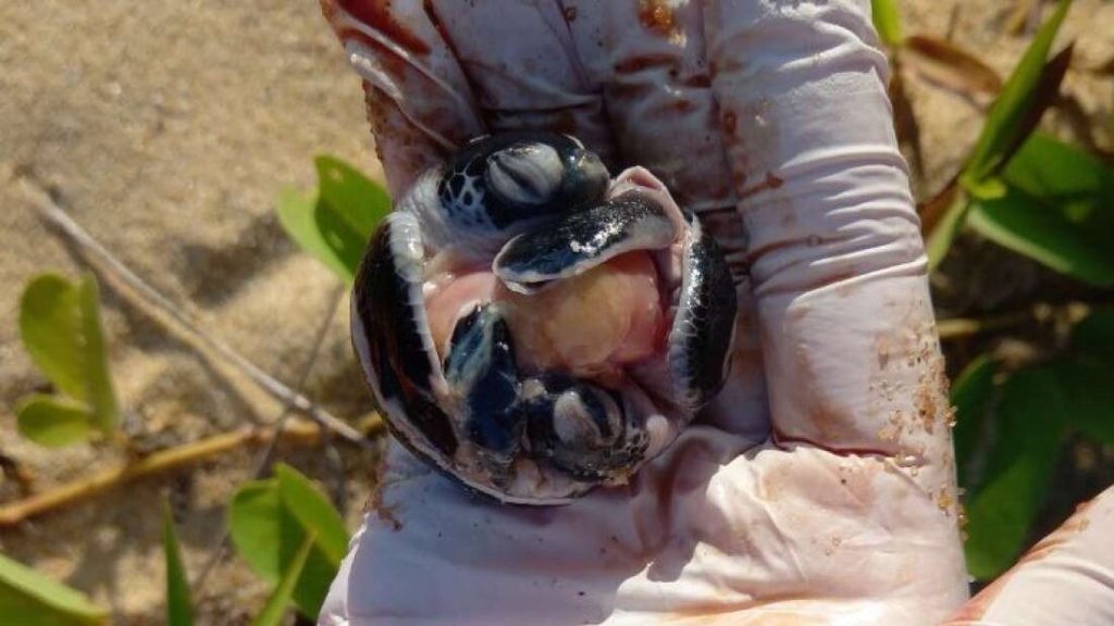 Juara Turtle Project