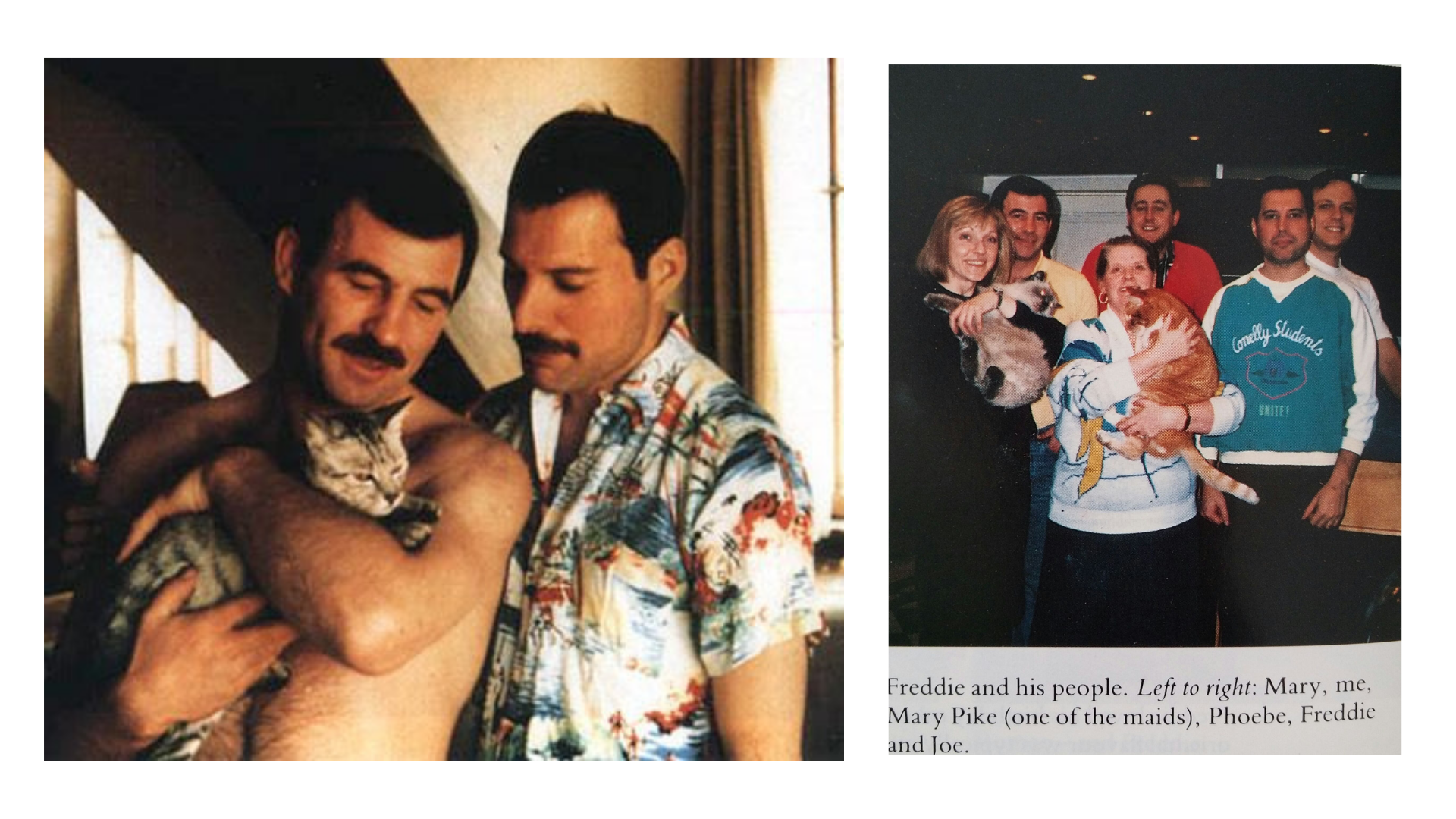 freddie mercury gatos 