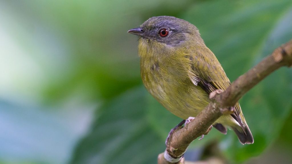 Fernando Burgalin Sequeria SALTARÍN CORONIBLANCO PAJARITO AMAZONAS