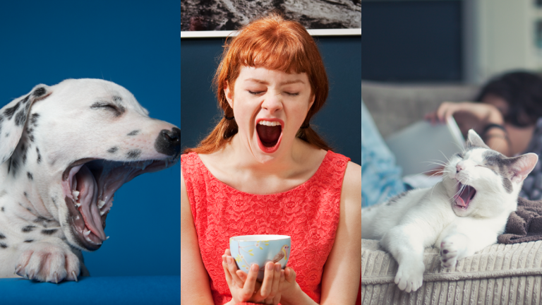 bostezos por que se pegan se contagian estudio cientifico que dice la ciencia profesor academico estudio universidad cerebro psicologico es cerebral