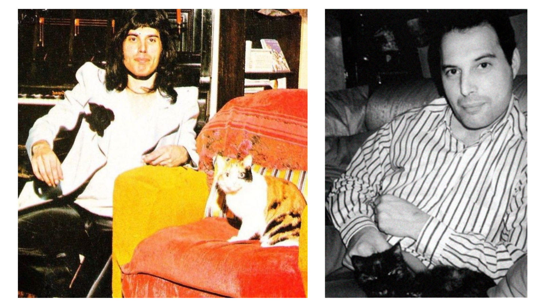 Freddie Mercury Gatos 2