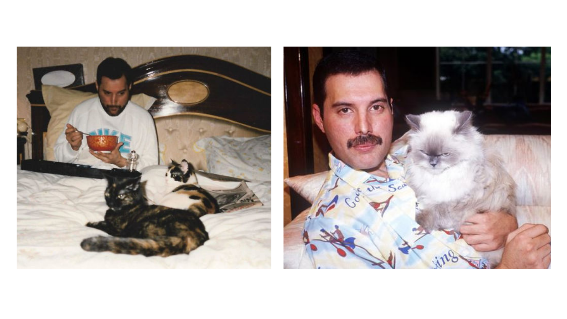 Freddie Mercury Gatos 5