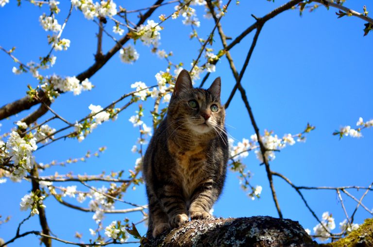 Gato En El árbol.pixbay