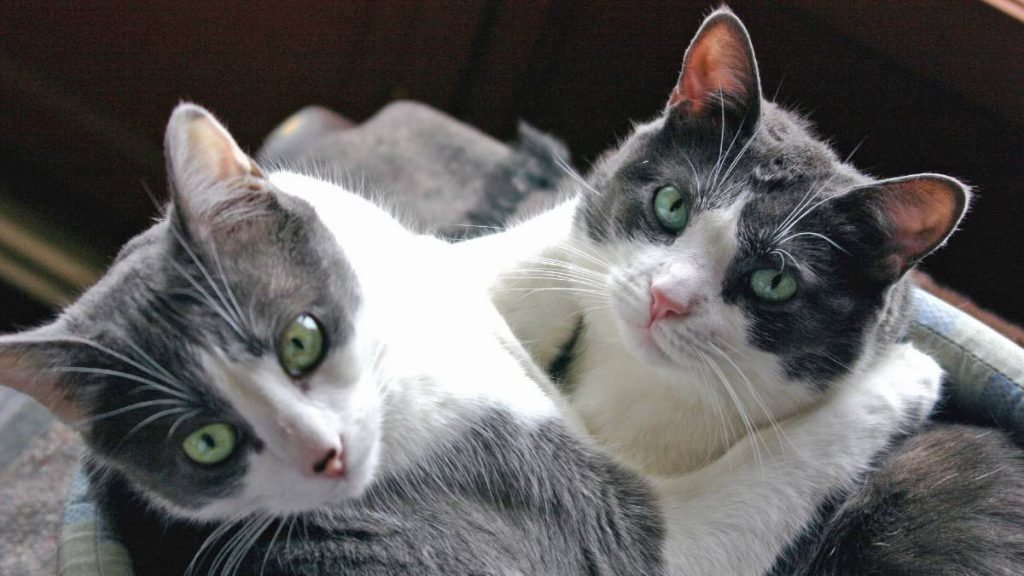 Ixabay Gatos Abrazop