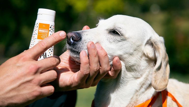 Mascotas Perros Gatos Protector Solar Cuidar Calor Altas Temperaturas