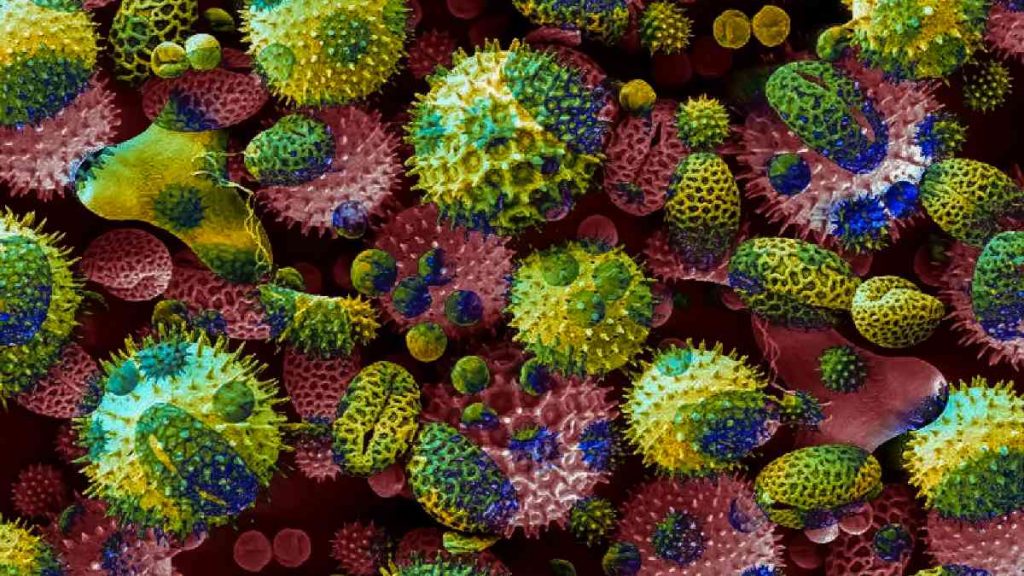 Omnicron Griego Oms Significado Nombre Denominacion Pais Xi Nu