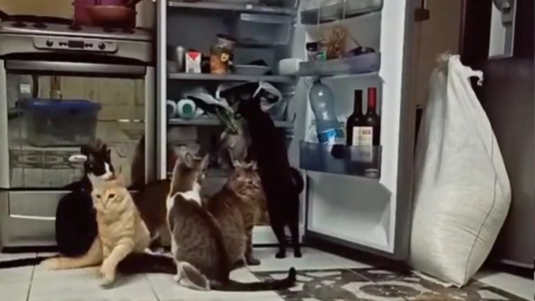 Pandilla De Gatos Abre La Puerta Del Refrigerador Asalta Comida Alimentos Encuentran Nada Gatitos Michis