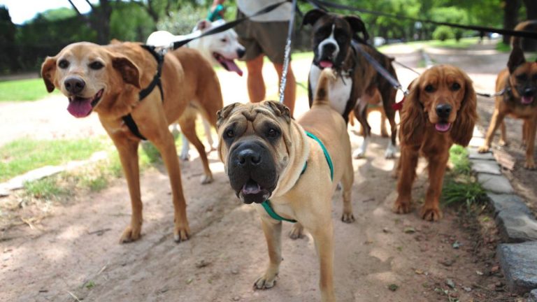 Paseador De Perros Paseos Servicios Santiago Valparaiso Viña Veterinaria Domicilio Cuidado