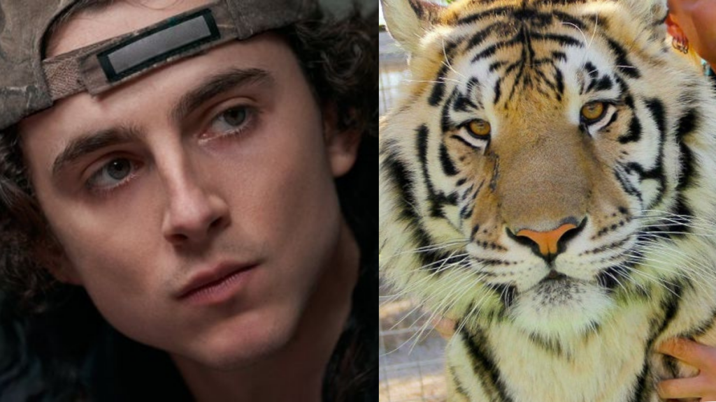 Timothée Chalamet Don't Look Up