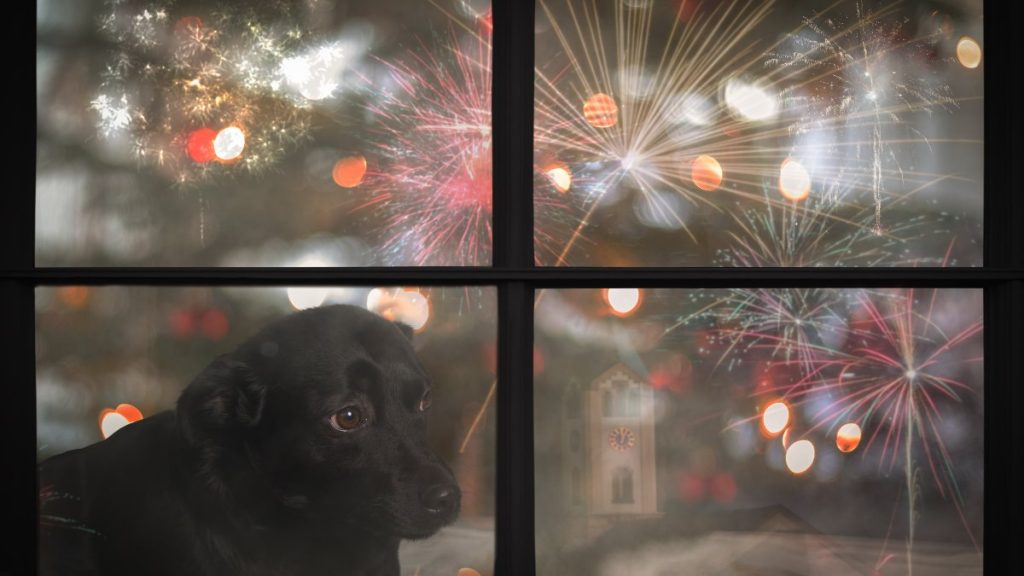 Animales Perros Gatos Mascotas Fuegos Artificiales Como Protegerlos Consejos A Seguir Recomendaciones