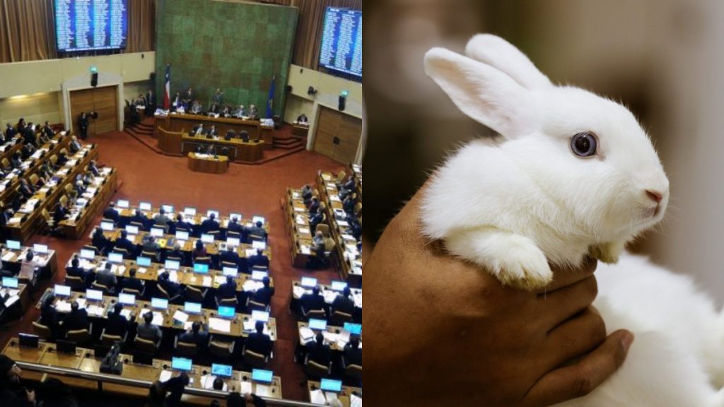Cámara De Diputados Aprueba Prohibición Prohibir Testeo Experimentos Animales Cosméticos Pruebas Animalitos Mascotas Votos Votación Lista De Parlamentarios