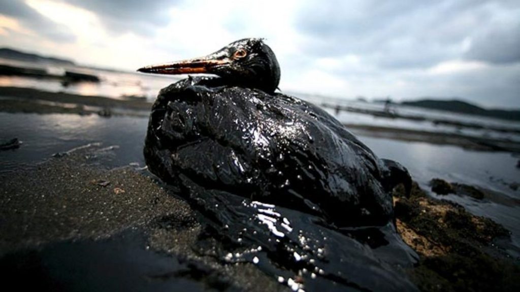 Derrame De Petroleo Quintero Como Afecta A Los Animales Flora Y Fauna Medioambiente Efectos Graves
