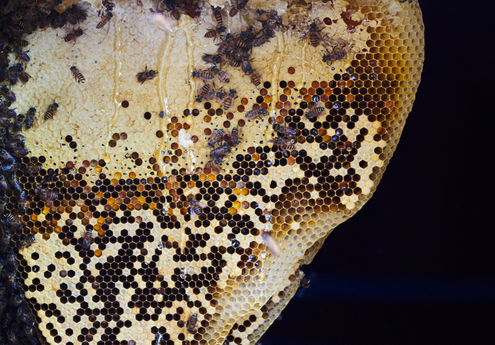 Bees On The Beehive
