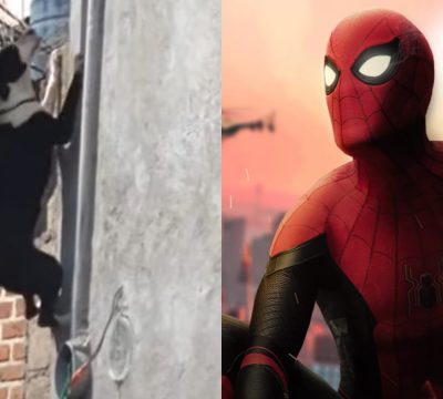 Perrito Spider Man perro trepa un muro