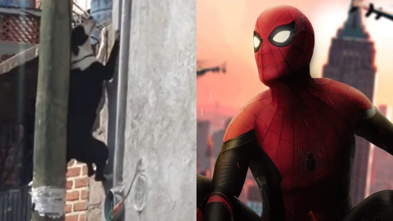 Perrito Spider Man perro trepa un muro