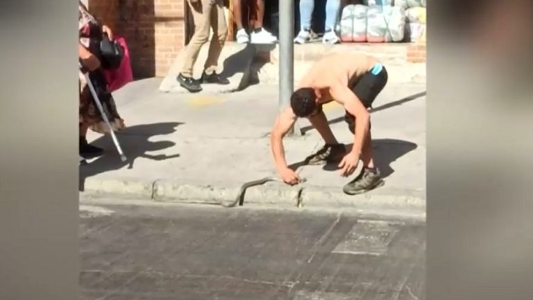 Serpiente Encontrada Estacion Central Hallazgo Que Especie Es