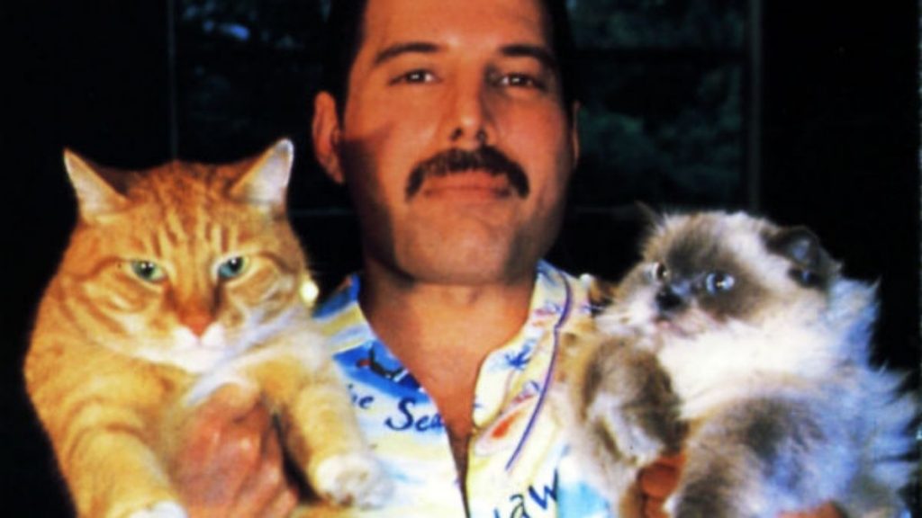 freddie mercury gato