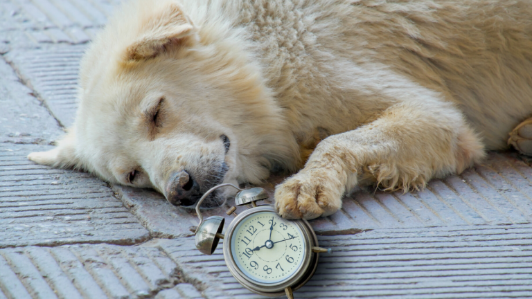 Perros Hora