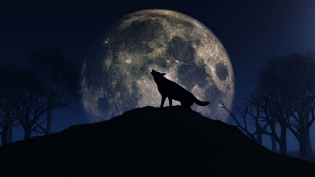 Luna de Lobo