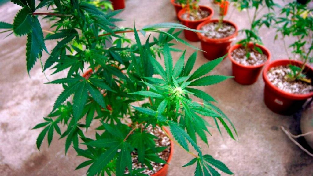 Cannabis Constitución